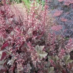 Bay Gardens NY Heuchera 'Palace Purple' 9 Bay Gardens NY Heuchera 'Palace Purple'