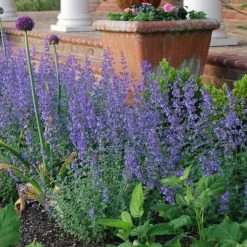 Bay Gardens NY Deer Resistant Plants Nepeta X Faassenii 'Walkers Low' - Flowering Catmint