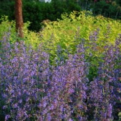 Bay Gardens NY Deer Resistant Plants Nepeta X Faassenii 'Walkers Low' - Flowering Catmint