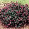 Bay Gardens Crape Myrtle Pocomoke (Pink)