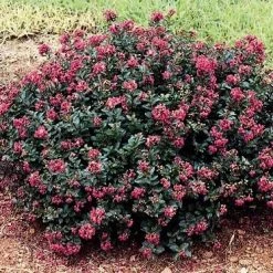 Bay Gardens Crape Myrtle Pocomoke (Pink)
