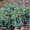 Bay Gardens Juniper 'Blue Star' Evergreen Shrubs