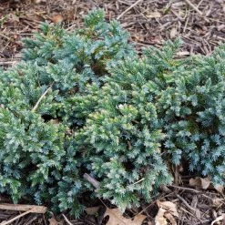 Bay Gardens Juniper 'Blue Star' Evergreen Shrubs
