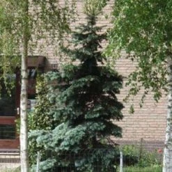 Bay Gardens Blue Spruce 'Bacheri'