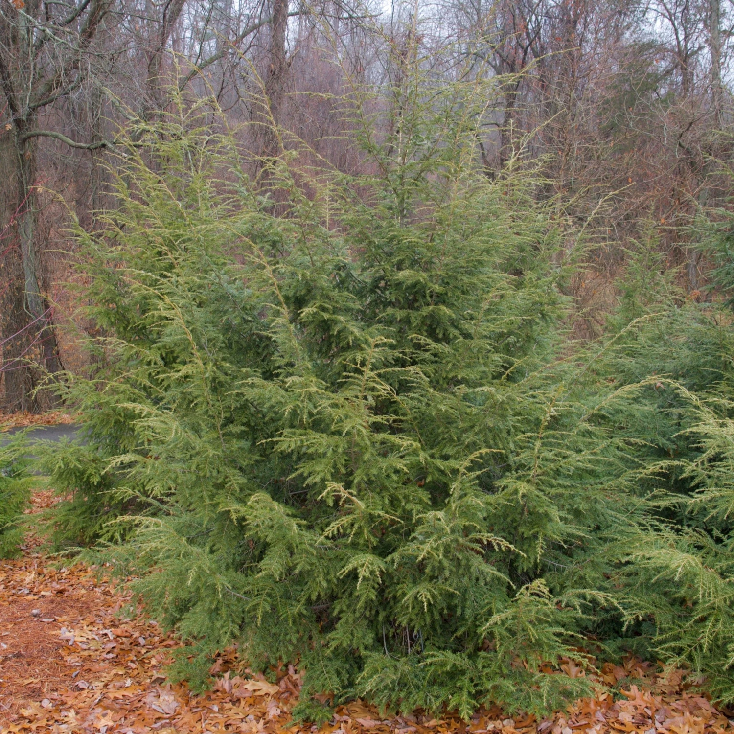 Bay Gardens Hemlock 6 Bay Gardens Hemlock
