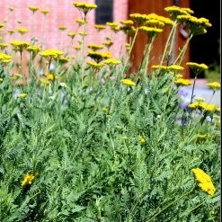 Bay Gardens NY Achillea X 'Moonshine' 9 Bay Gardens NY Achillea X 'Moonshine'