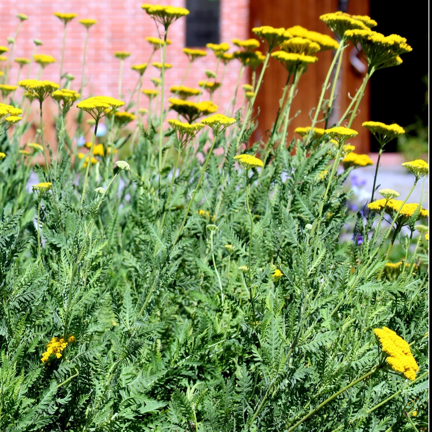 Bay Gardens NY Achillea X 'Moonshine' 6 Bay Gardens NY Achillea X 'Moonshine'