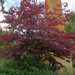 Bay Gardens NY Redbud 'Forest Pansy' 13 Bay Gardens NY Redbud 'Forest Pansy'