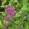 Bay Gardens NY Deer Resistant Plants Spirea X Bumalda 'Goldflame'