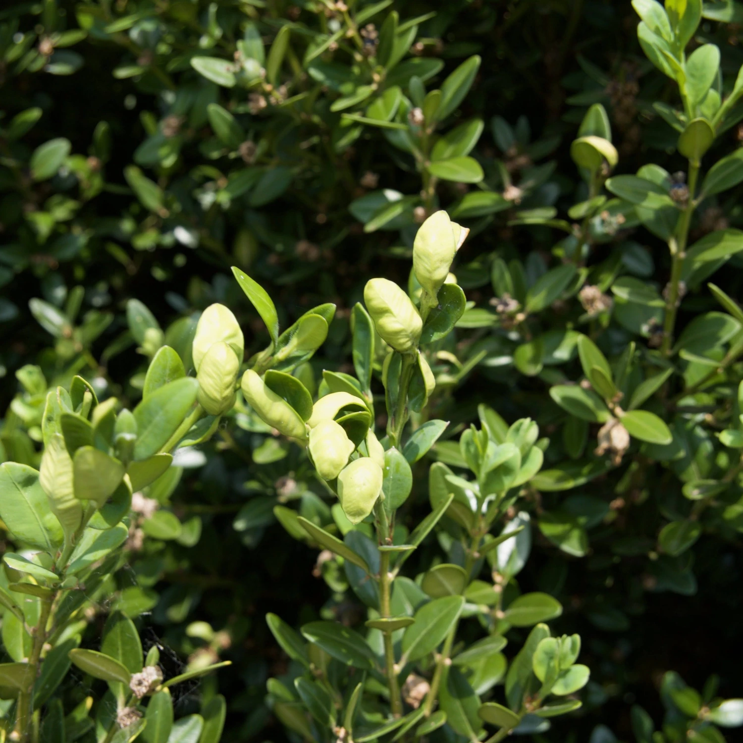 Bay Gardens Boxwood 'Green Mountain' 4 Bay Gardens Boxwood 'Green Mountain'