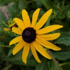 Bay Gardens NY Perennials Rudbeckia 'Goldsturm'