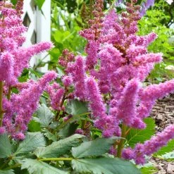 Bay Gardens NY Astilbe Chinensis 'Visions' Perennials