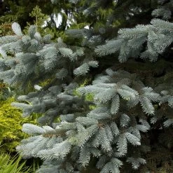 Bay Gardens Blue Spruce 'Hoopsii' Privacy Plants