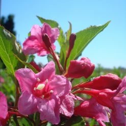 Bay Gardens NY Weigela Flo. Sonic Bloom® 'Pink' Deer Resistant Plants