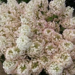 Bay Gardens NY Hydrangea Paniculata 'Bobo®'
