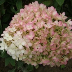 Bay Gardens NY Hydrangea Paniculata 'Bobo®'