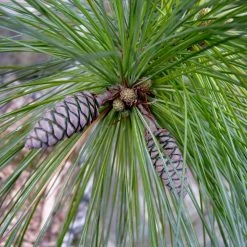 Bay Gardens White Pine Privacy Plants