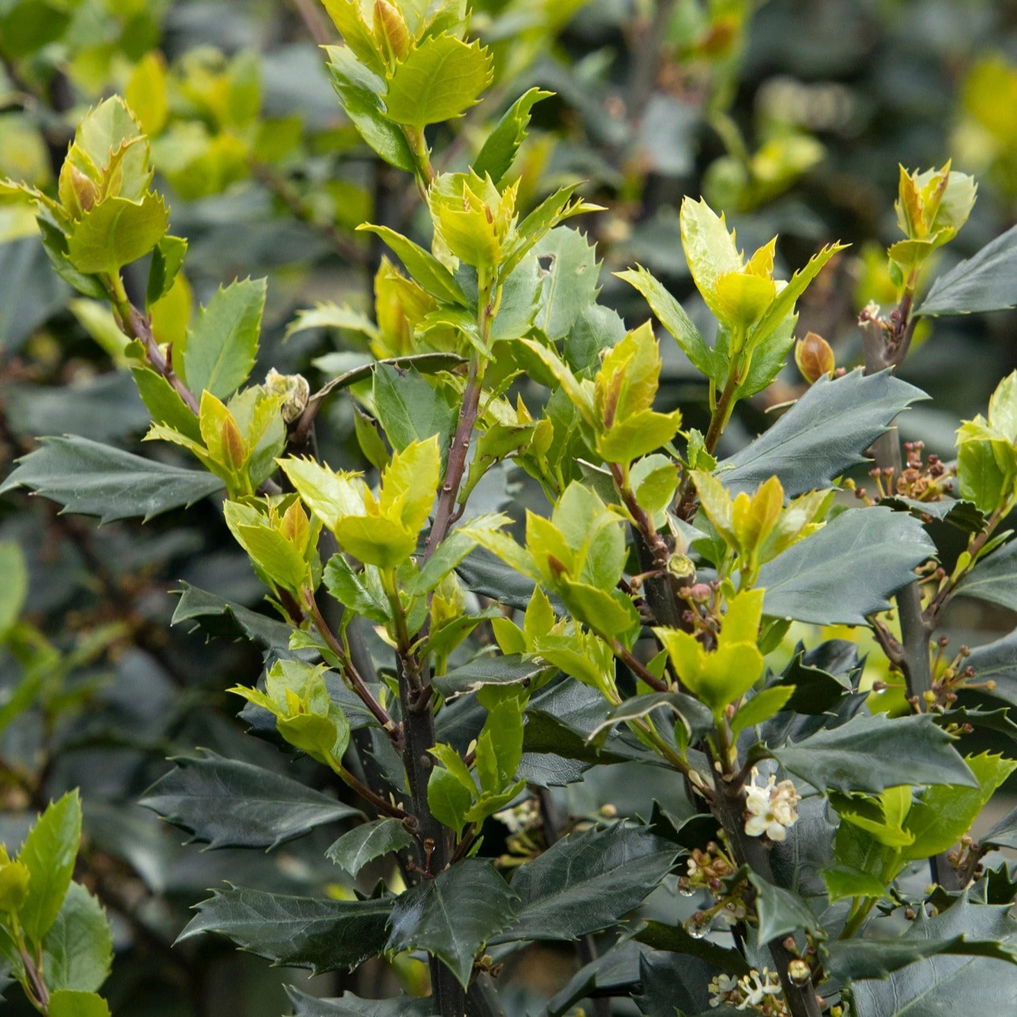 Bay Gardens Holly 'Blue Prince' 3 Bay Gardens Holly 'Blue Prince'