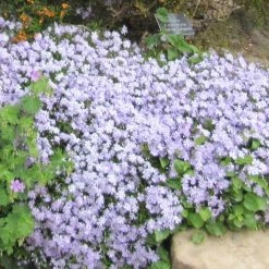 Bay Gardens NY Phlox Subulata 'Emerald Blue'