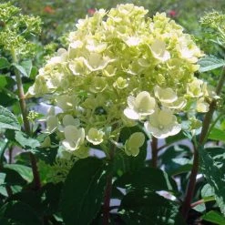 Bay Gardens NY Hydrangea Paniculata 'Bobo®'