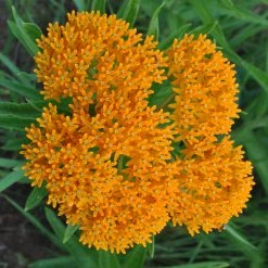 Bay Gardens NY Deer Resistant Plants Asclepias Tuberosa 13 Bay Gardens NY Deer Resistant Plants Asclepias Tuberosa