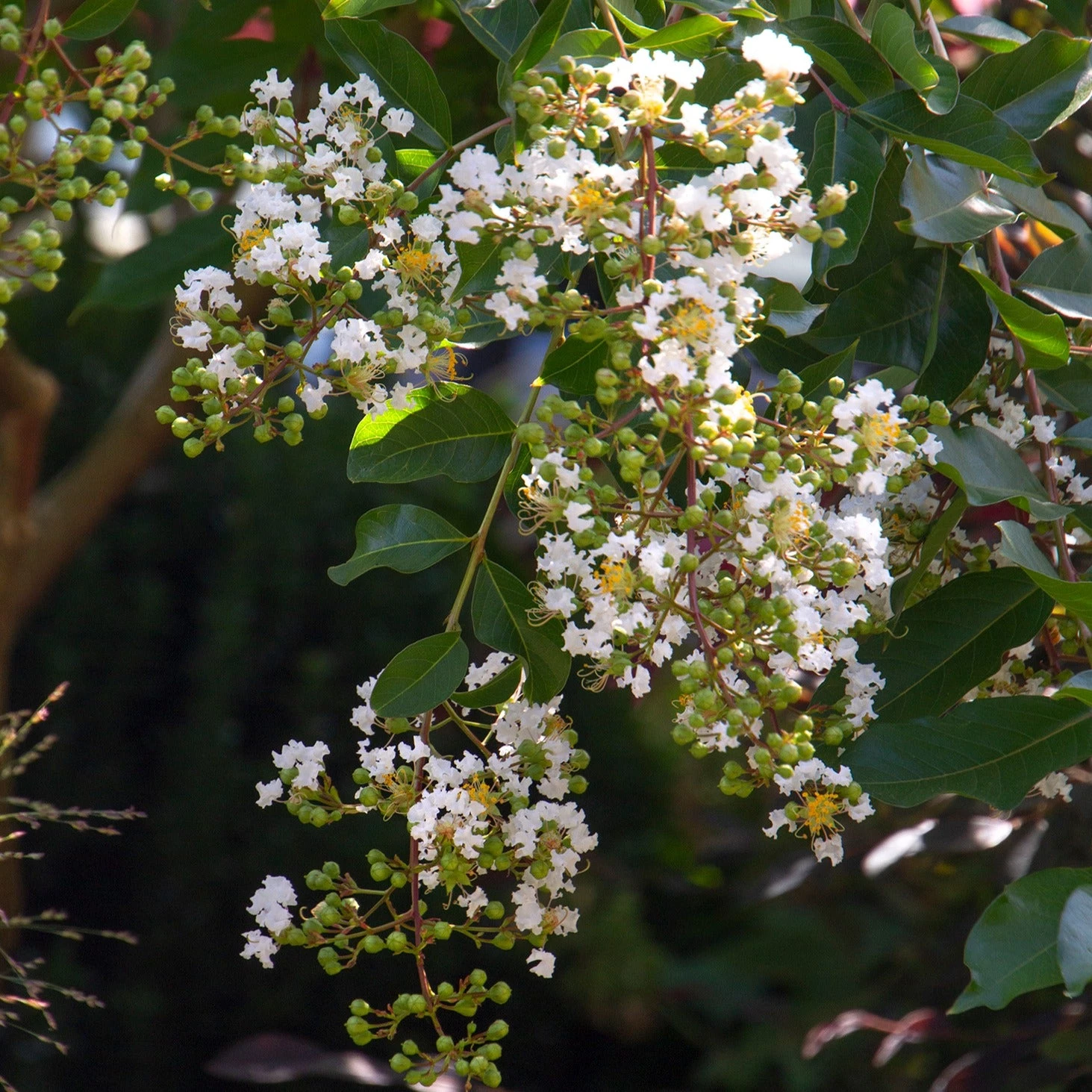 Bay Gardens Shade & Flowering Trees Crape Myrtle Natchez (White) 4 Bay Gardens Shade & Flowering Trees Crape Myrtle Natchez (White)