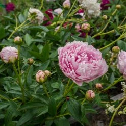 Bay Gardens NY Paeonia 'Sarah Bernhardt'