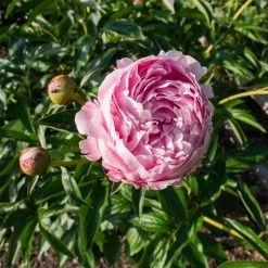 Bay Gardens NY Paeonia 'Sarah Bernhardt'