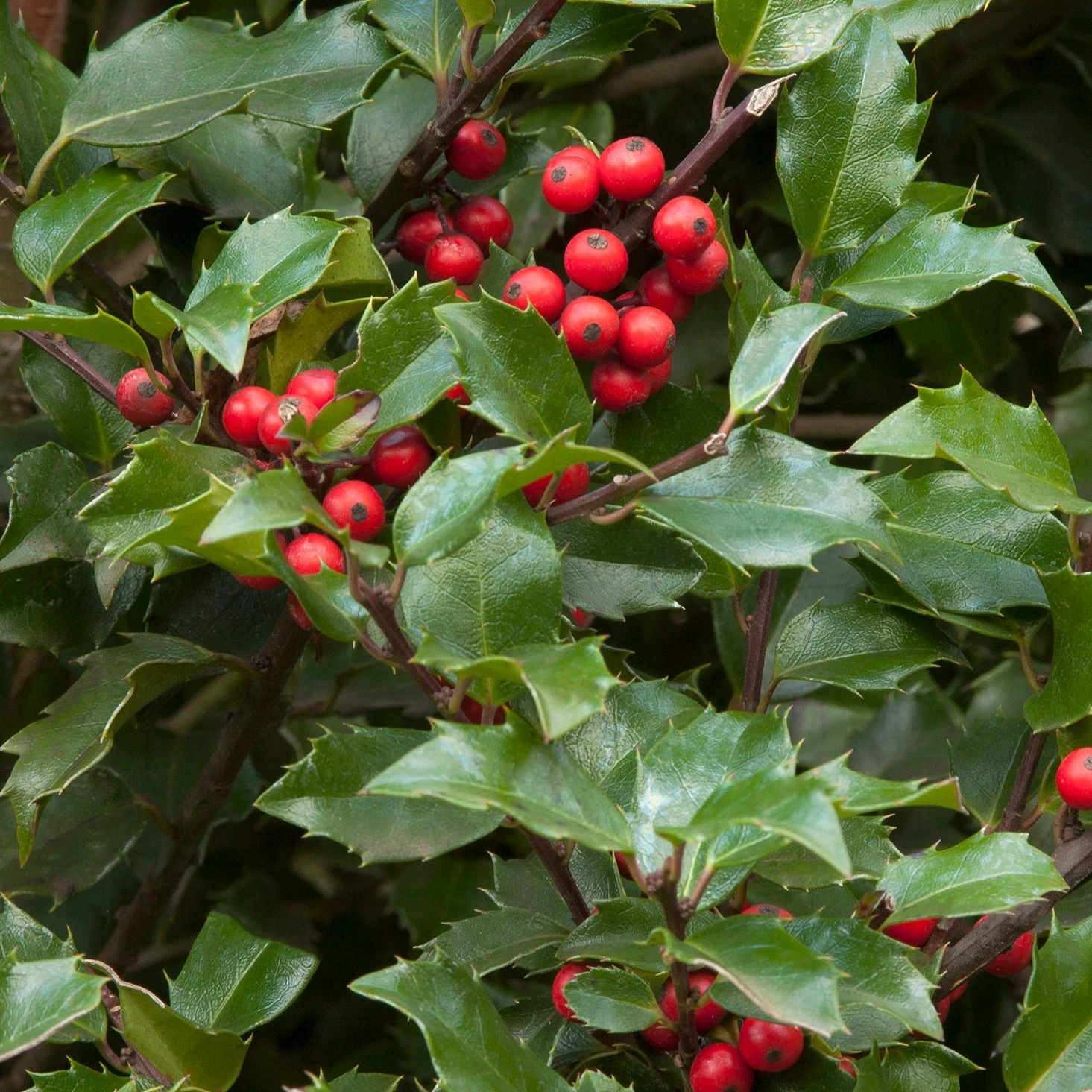Bay Gardens Holly 'Blue Girl' Evergreen Shrubs 3 Bay Gardens Holly 'Blue Girl' Evergreen Shrubs