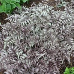 Bay Gardens Deer Resistant Plants Fern 'Athyrium Nipponicum Pictum (Japanese Painted)' 11 Bay Gardens Deer Resistant Plants Fern 'Athyrium Nipponicum Pictum (Japanese Painted)'