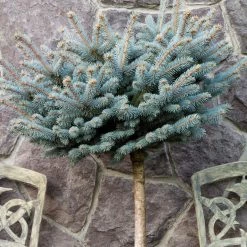 Bay Gardens Blue Spruce 'Globosa' Ornamental Trees