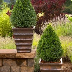 Bay Gardens Boxwood 'Green Mountain' 10 Bay Gardens Boxwood 'Green Mountain'