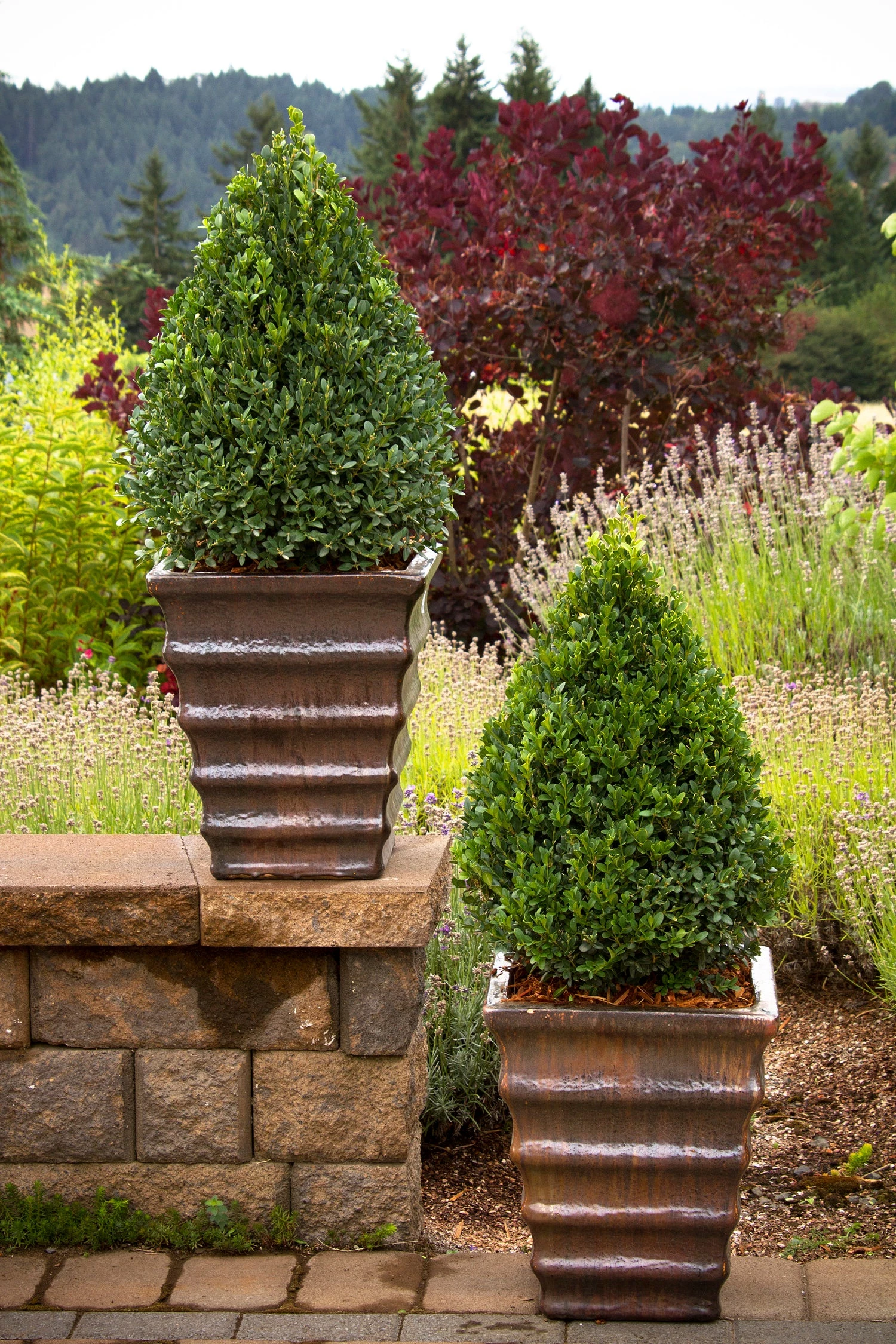 Bay Gardens Boxwood 'Green Mountain' 6 Bay Gardens Boxwood 'Green Mountain'