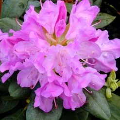 Bay Gardens Rhododendron 'Roseum Elegans' Flowering Shrubs