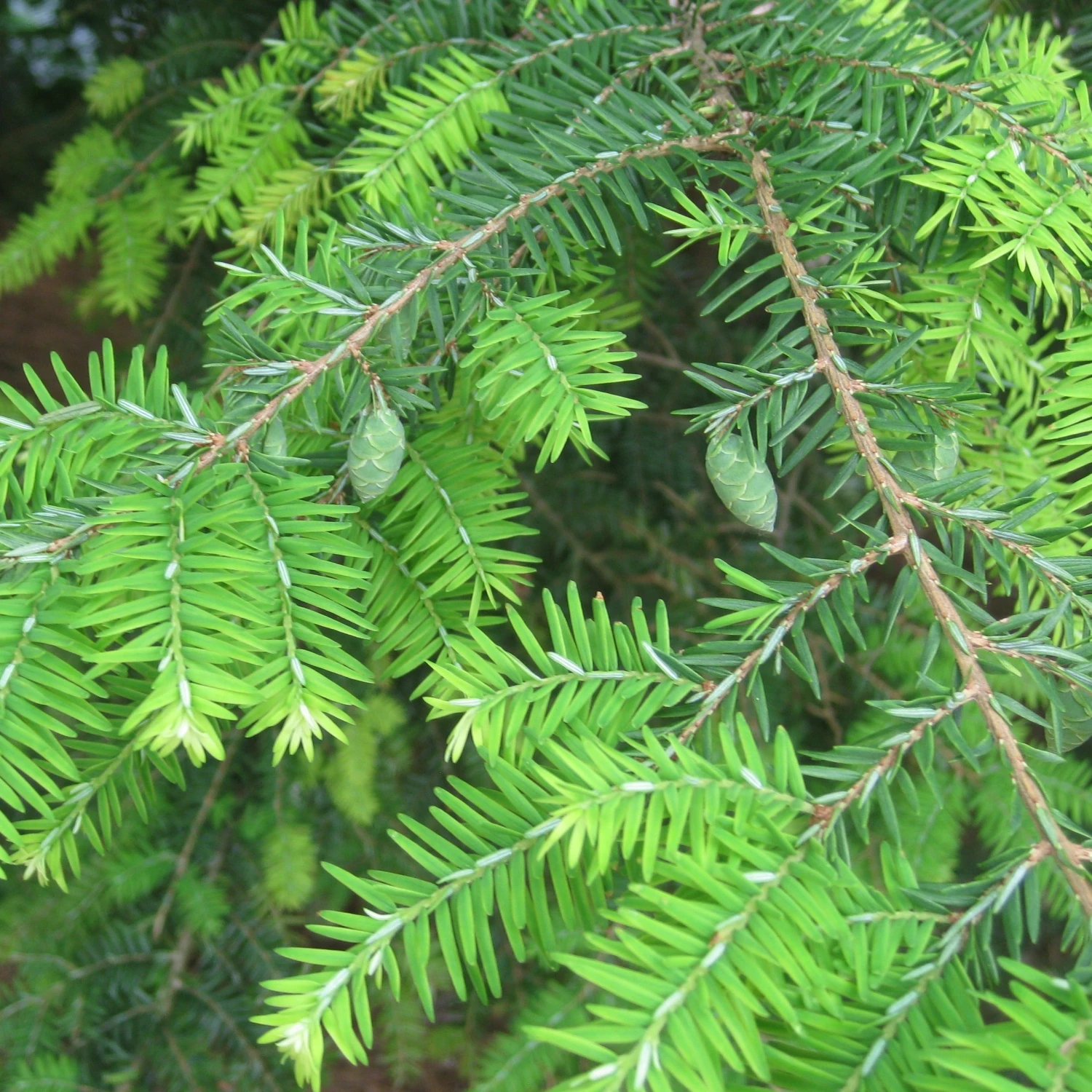 Bay Gardens Hemlock 5 Bay Gardens Hemlock