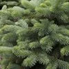 Bay Gardens Blue Spruce 'Baby Blue' Privacy Plants