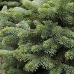 Bay Gardens Blue Spruce 'Baby Blue' Privacy Plants