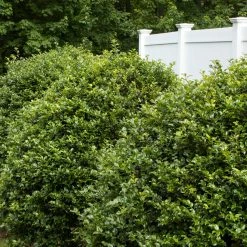 Bay Gardens Holly 'Blue Girl' Evergreen Shrubs 10 Bay Gardens Holly 'Blue Girl' Evergreen Shrubs