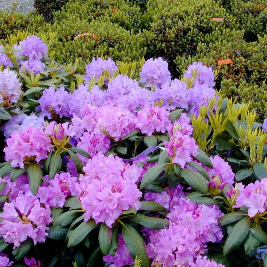 Bay Gardens Rhododendron 'Roseum Elegans' Flowering Shrubs 4 Bay Gardens Rhododendron 'Roseum Elegans' Flowering Shrubs