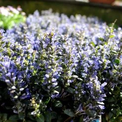 Bay Gardens Ajuga Flat Groundcovers