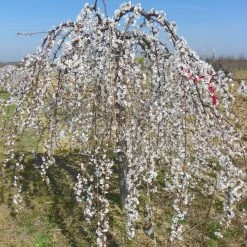 Johnson Farms Shade & Flowering Trees Cherry Weeping 'Snow Fountain'
