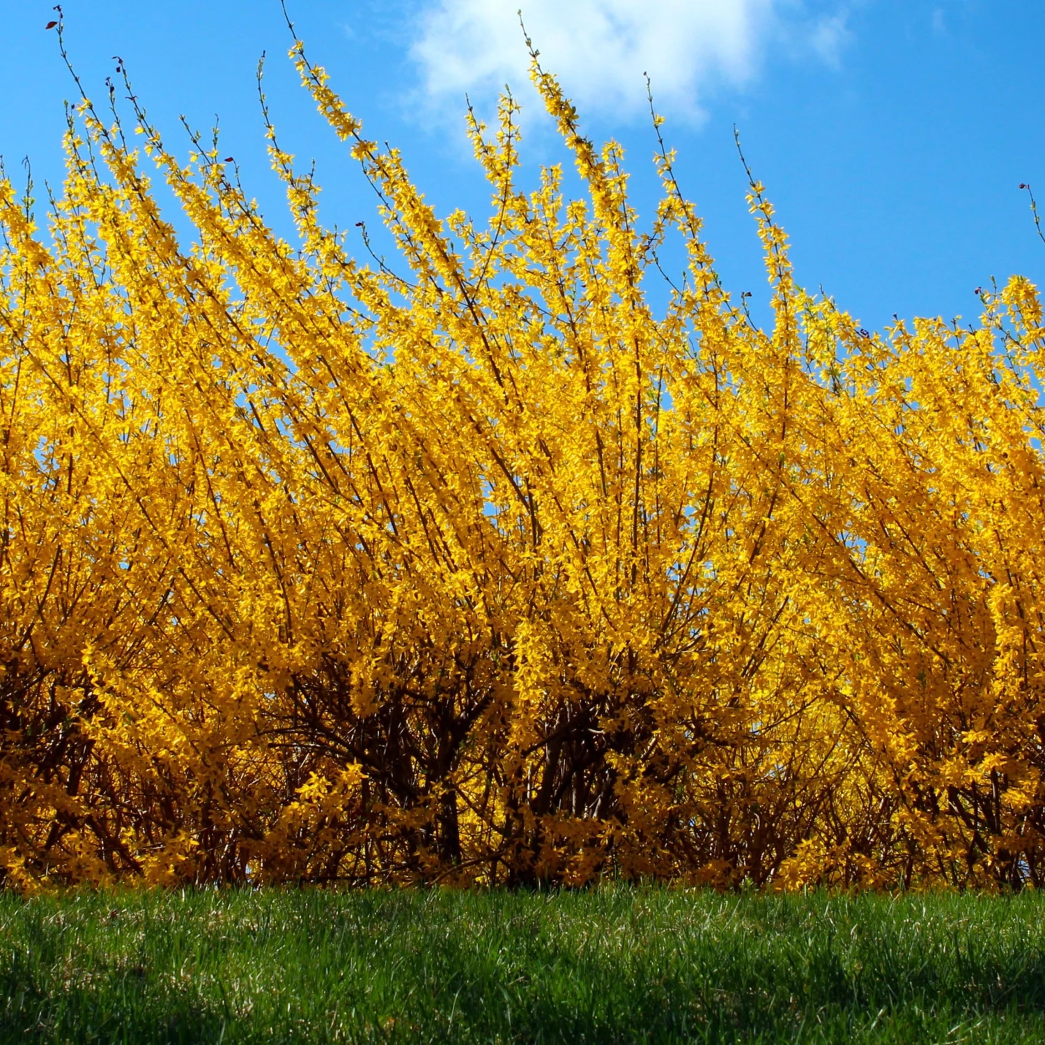 Bay Gardens NY Forsythia Deer Resistant Plants 8 Bay Gardens NY Forsythia Deer Resistant Plants