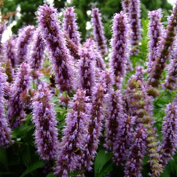 Bay Gardens NY Deer Resistant Plants Agastache 'Blue Fortune' 6 Bay Gardens NY Deer Resistant Plants Agastache 'Blue Fortune'