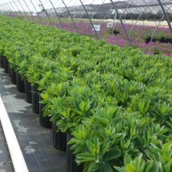 Bay Gardens NY Sedum X 'Autumn Joy'