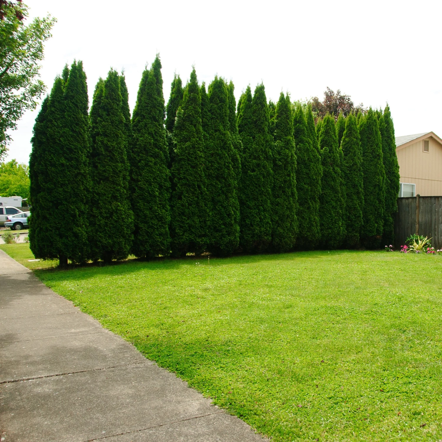 Bay Gardens Arborvitae 'Emerald Green' Privacy Plants 6 Bay Gardens Arborvitae 'Emerald Green' Privacy Plants