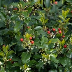 Bay Gardens Holly 'Blue Princess' Evergreen Shrubs 8 Bay Gardens Holly 'Blue Princess' Evergreen Shrubs