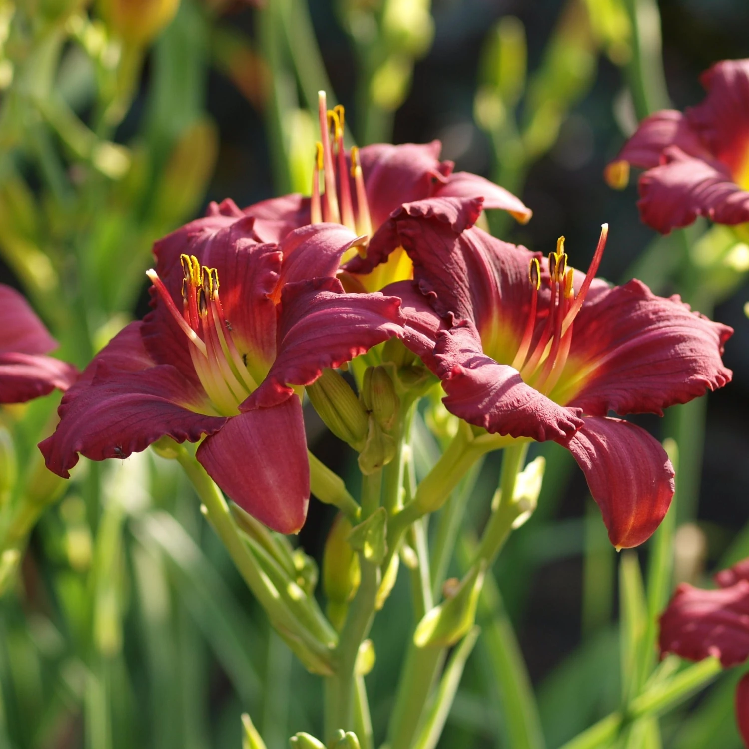 Bay Gardens Daylily Hemerocallis 'Pardon Me' 5 Bay Gardens Daylily Hemerocallis 'Pardon Me'