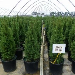 Bay Gardens Evergreen Shrubs Spruce 'Dwarf Alberta - Picea Glauca 'Conica' 14 Bay Gardens Evergreen Shrubs Spruce 'Dwarf Alberta - Picea Glauca 'Conica'