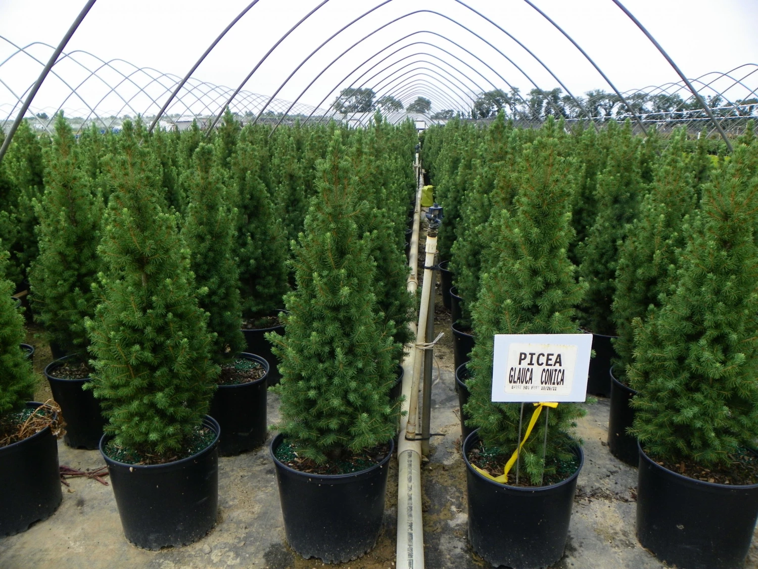 Bay Gardens Evergreen Shrubs Spruce 'Dwarf Alberta - Picea Glauca 'Conica' 6 Bay Gardens Evergreen Shrubs Spruce 'Dwarf Alberta - Picea Glauca 'Conica'