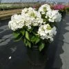 Bay Gardens NY Phlox Paniculata 'David'